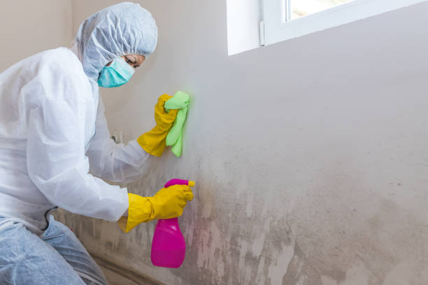 Best Mold Damage Restoration in Millen, GA