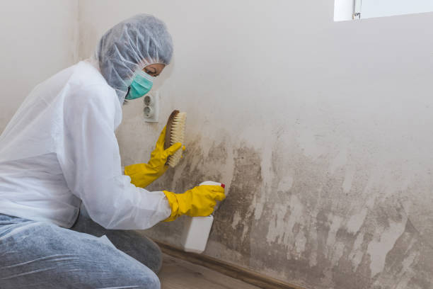 Best Asbestos and Lead Testing During Mold Inspection in Millen, GA